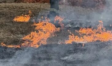 За прошедшие сутки в Костромской области зарегистрировано 6 случаев горения сухой травы