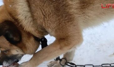 Под Костромой владельцам собаки по вине которой пострадал ребенок предстоит выплатить 300 тыс. рублей
